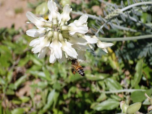 spring flower bee