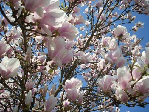 spring bloom blossom