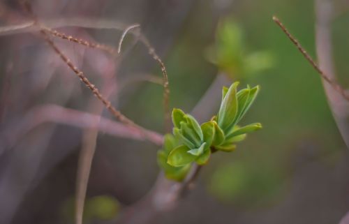 spring green nature