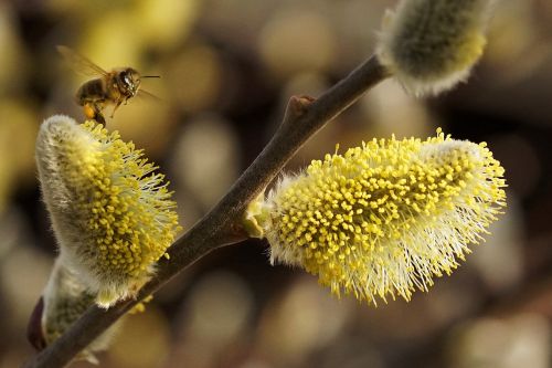 spring willow catkin signs of spring