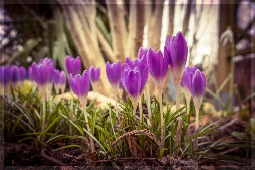 spring crocus flower