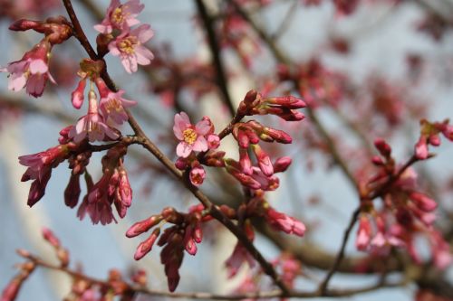 spring pink flower