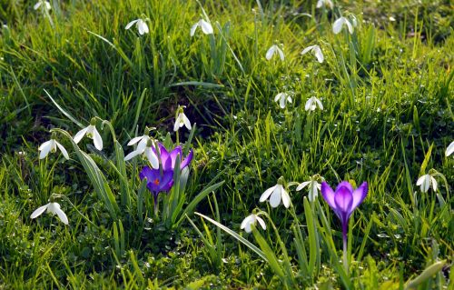 spring meadow flowers