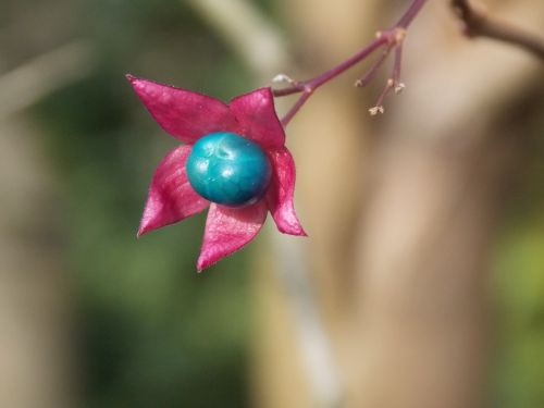 spring purple flower