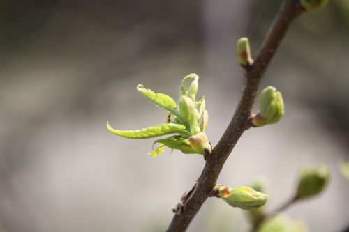 spring bud life force