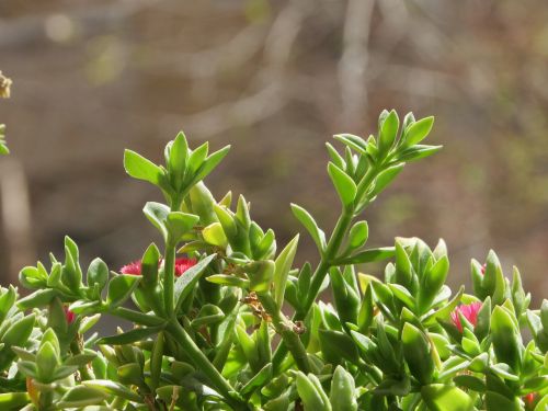 spring green green plant