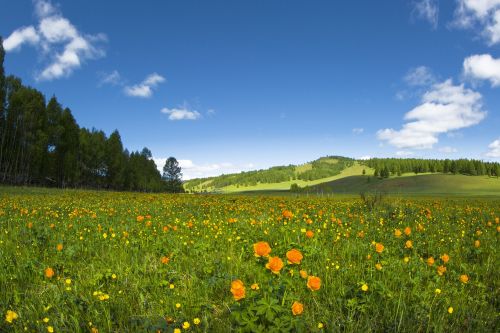 spring flowers meadow