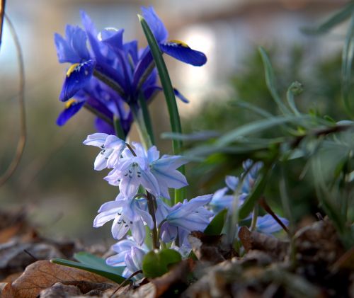 spring spring awakening harbinger of spring