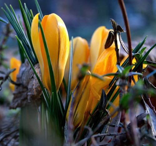 spring spring awakening crocus