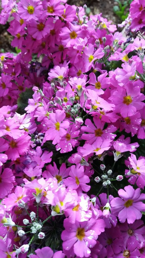 spring primrose plant