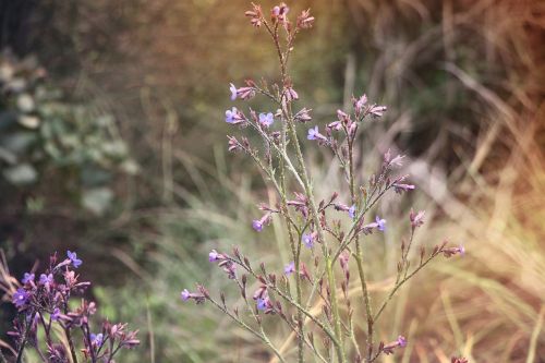 spring flowers israel