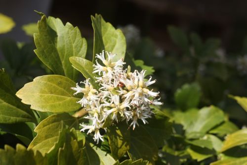 spring nature flower