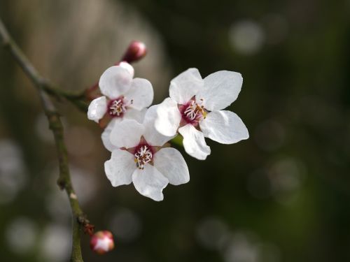 spring blossom bloom