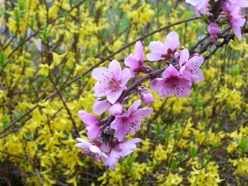 spring pesco flower