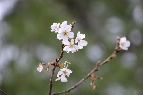 spring bloom nature