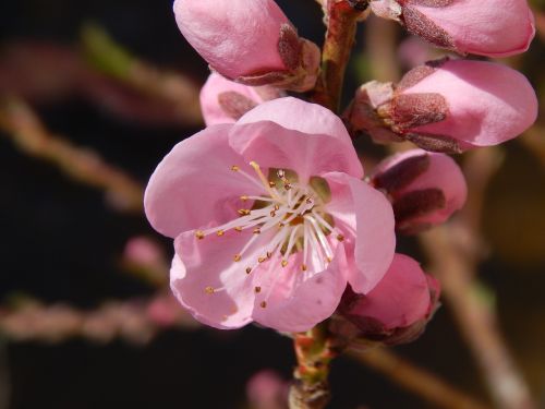 spring peach color