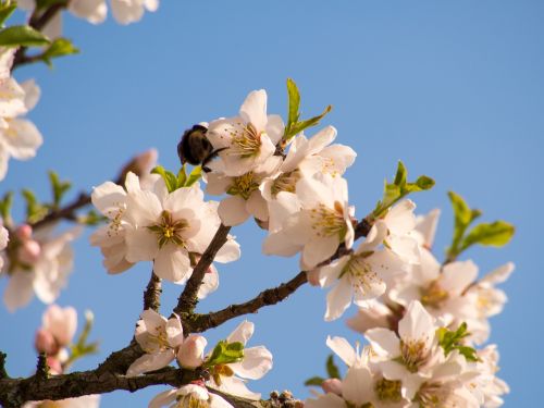 spring blossom bloom