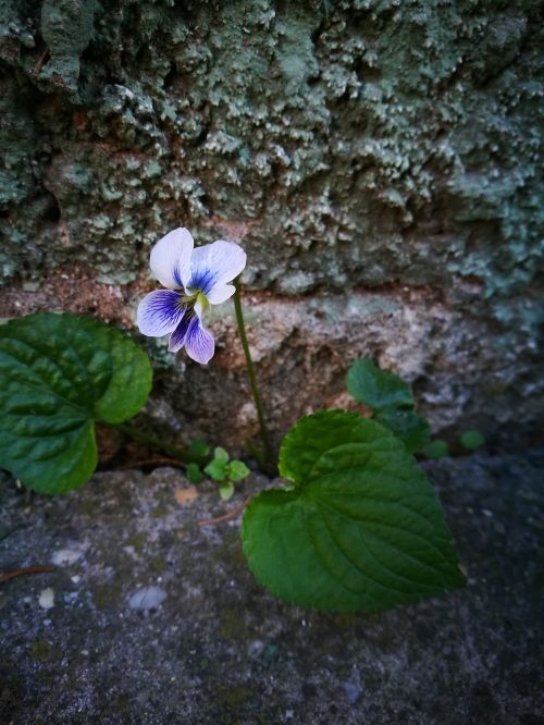 spring flower spring flower