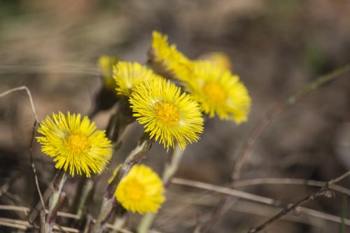 spring yellow flowers