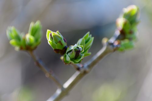 spring bud tree