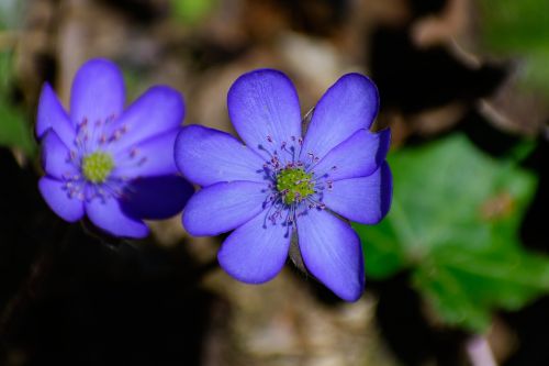 spring flower nature