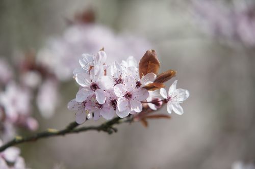 spring blossom pink