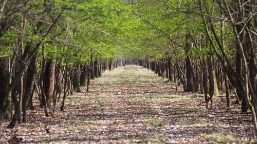 spring forest nature