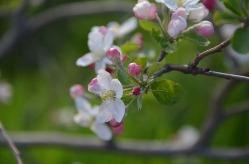 spring blossom nature