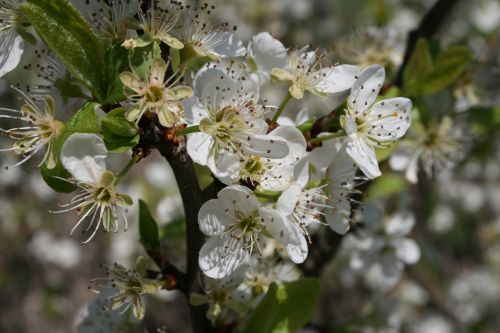 spring flower nature