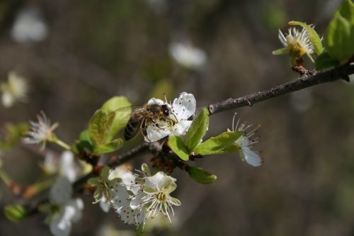 spring bee insect