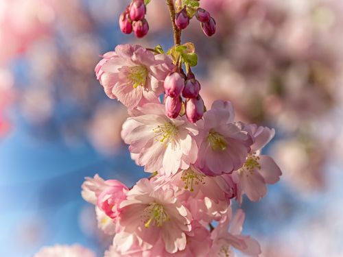 spring cherry blossom bloom