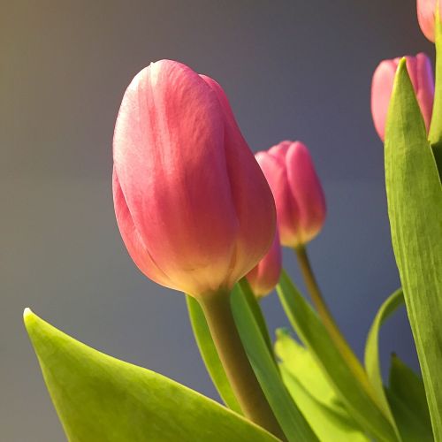 spring tulip flower