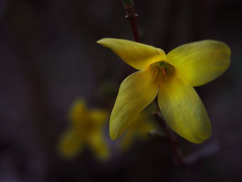 spring garden flowers