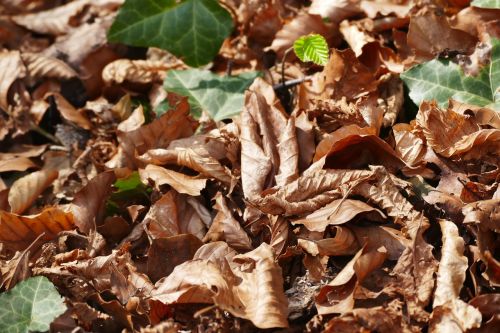 spring leaves nature