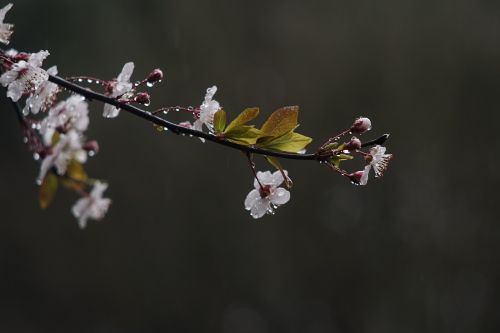 spring rain flower