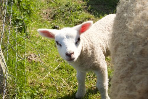 spring lambs sheep