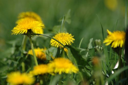 spring dandelion easter