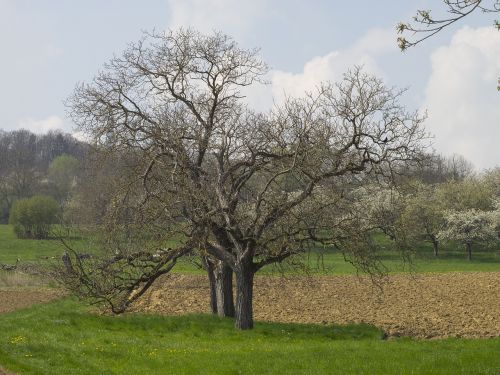 spring landscape nature