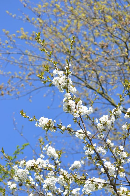 spring bloom flowers