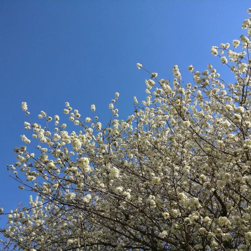 spring flowers sky