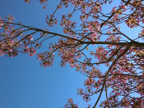 spring flowers sky