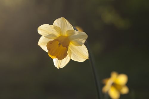 spring narcis sun