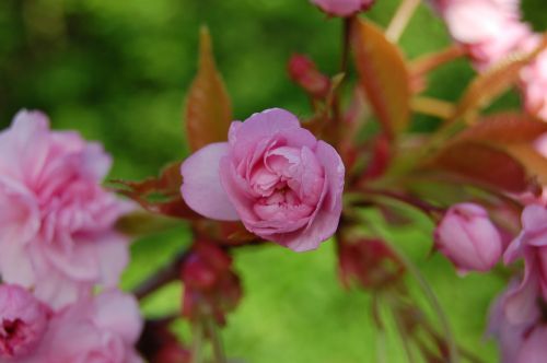 spring flowers pink