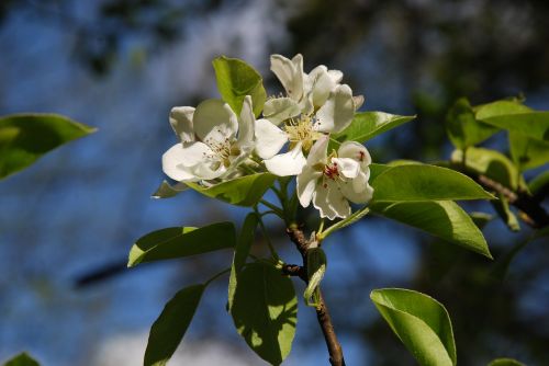 spring tree sprig