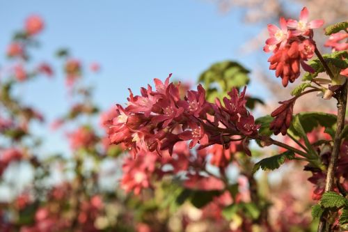 spring flowers currant