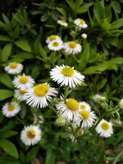 spring wild flowers living foods