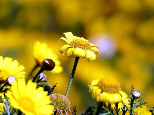 spring flower yellow