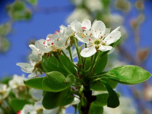 spring flower orchard