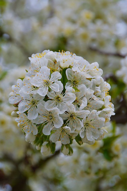 spring garden white