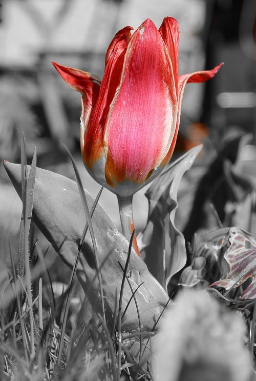 spring tulip red